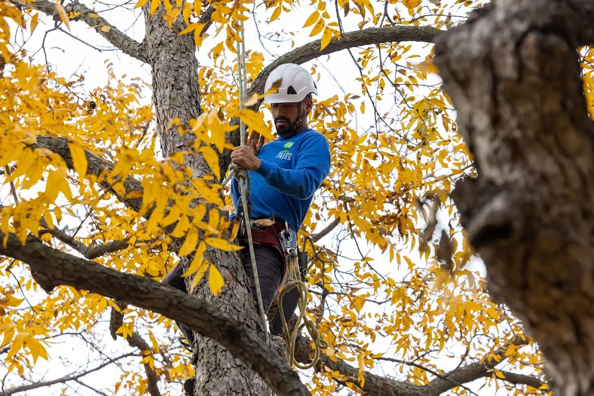 Skilled Tree Pruning crew working in Westland
