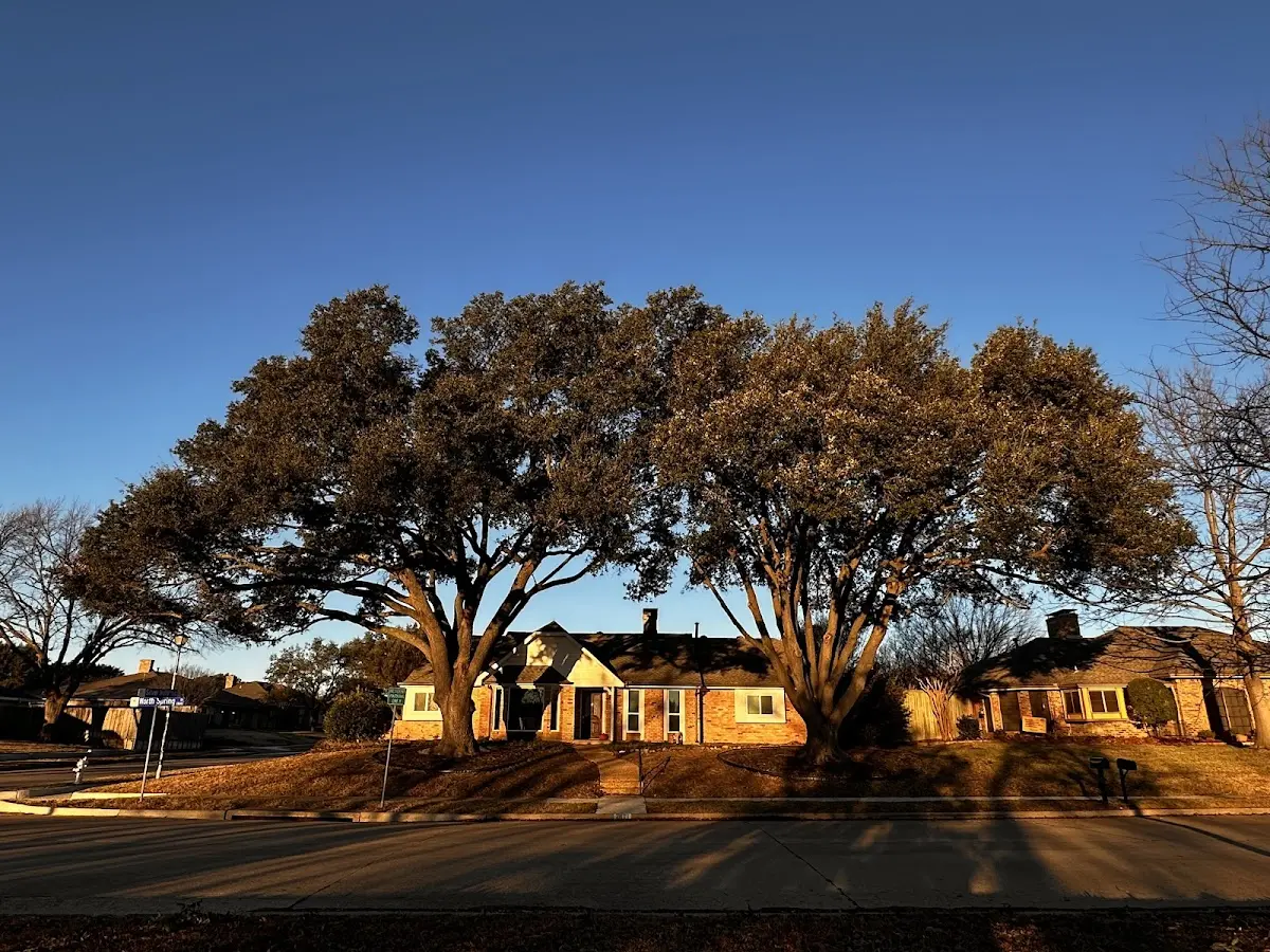 Established residential canopy tree shading a home in Westland